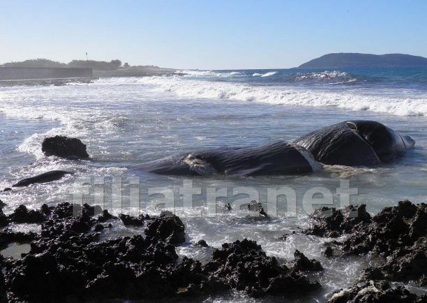 Νεκρή φάλαινα εντοπίστηκε στα Φιλιατρά Μεσσηνίας (βίντεο)